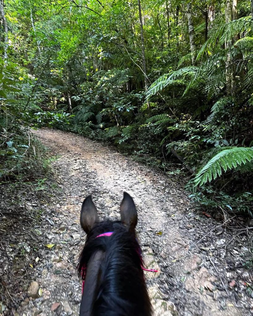 View from the rider of a black horse on a bush trail